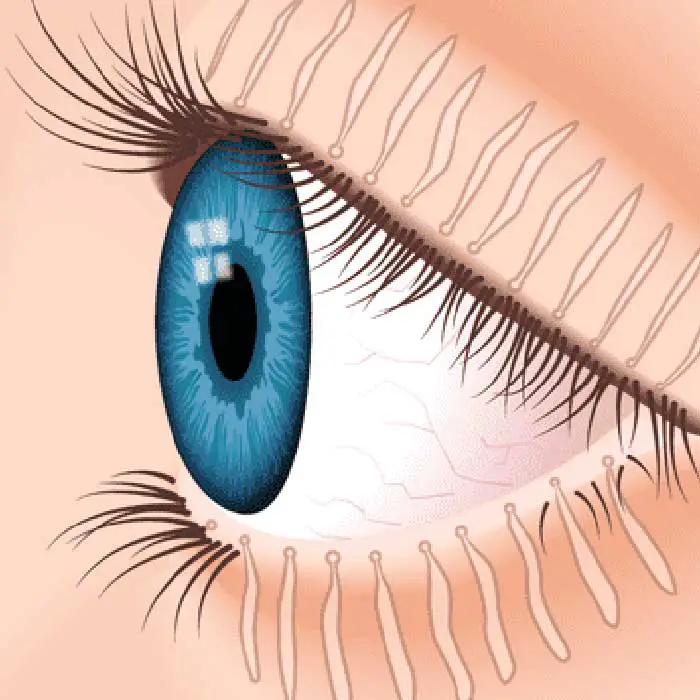 Dry Eyes: Meibomian Glands Produce Essential Oils Needed to Lubricate the Eye and Avoid Dry Eye Symptoms